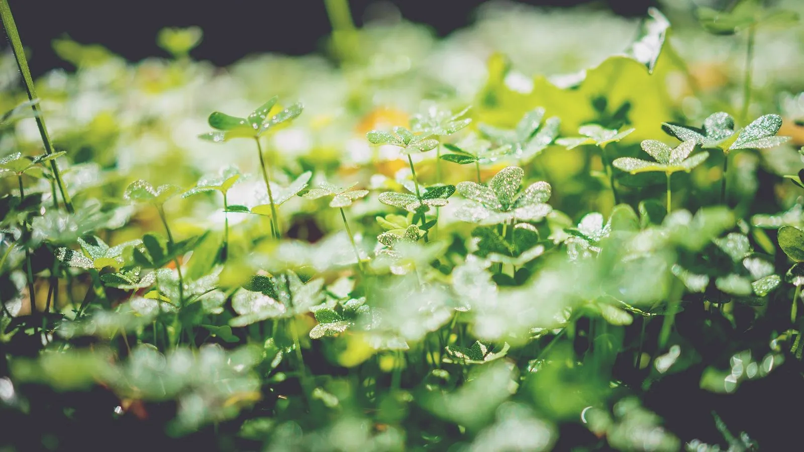 Environmental Surveys